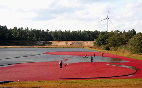 Bog Wind Power Cooperative Project